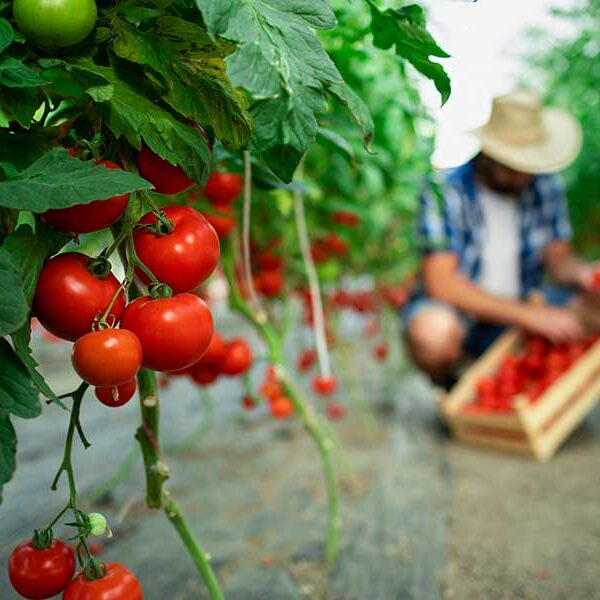Organic Tomato Farm